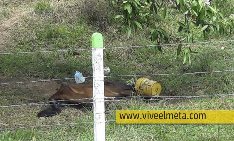 Abandonada a su suerte agoniza esta yegua. Lo más triste, nadie quiere verla morir
