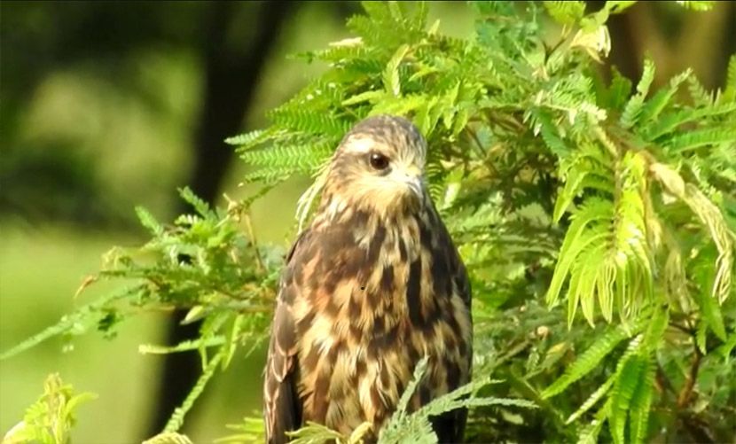 El Meta de cuarto a nivel nacional en concurso de observación de aves