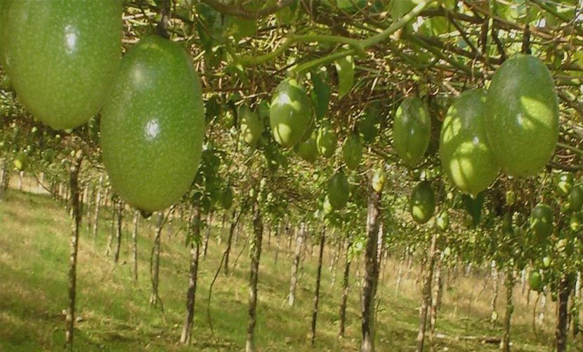 Algunos sectores rurales de Villavicencio, ya cultivan maracuyá