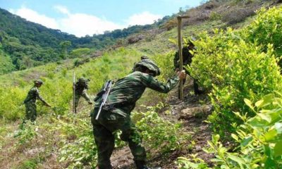 Aumenta la siembra de coca en Colombia