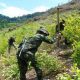 Aumenta la siembra de coca en Colombia