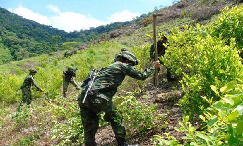 Aumenta la siembra de coca en Colombia