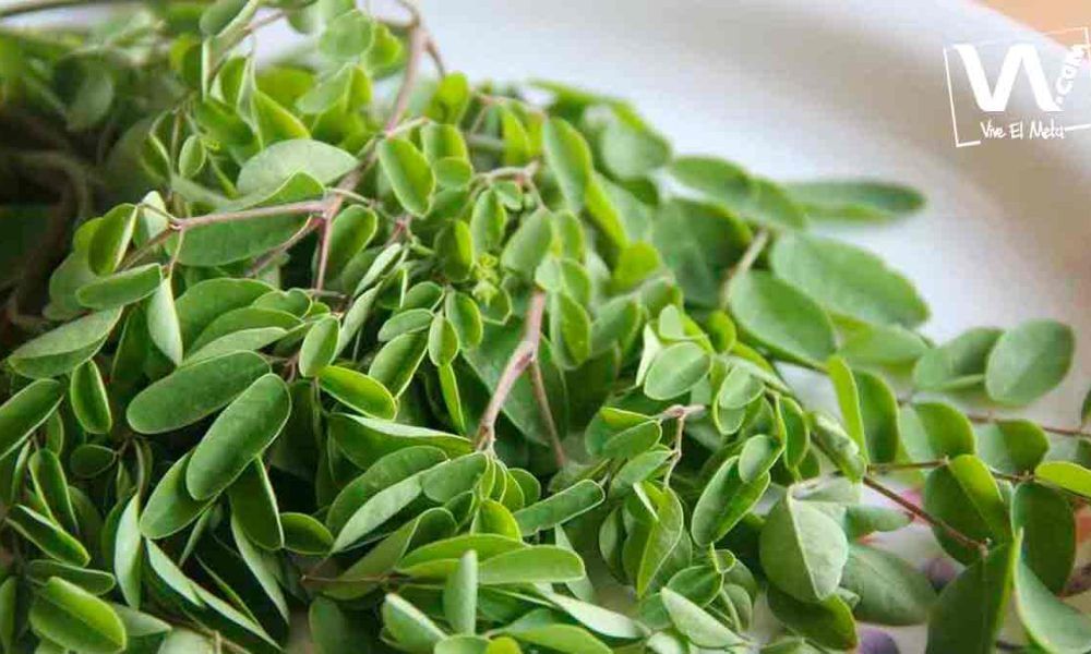 Cruz Roja duda que la moringa combata al coronavirus