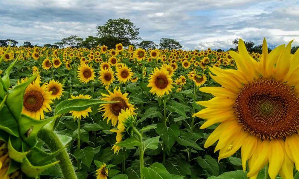 El campo de Girasoles, un espectáculo anual que ofrece San Martín
