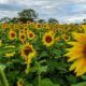 Campo-de-Girasoles-San-Martin-3737