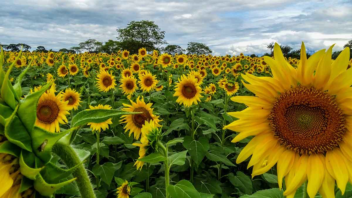 Campo-de-Girasoles-San-Martin-3737