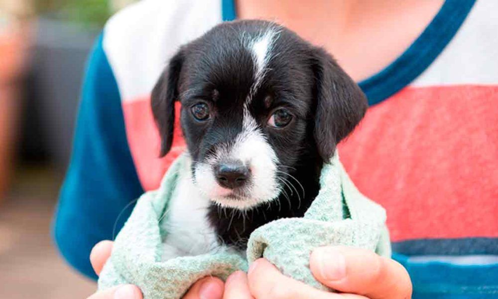 ‘Mascotas Contigo’, la aplicación para adoptar animales desde tu celular
