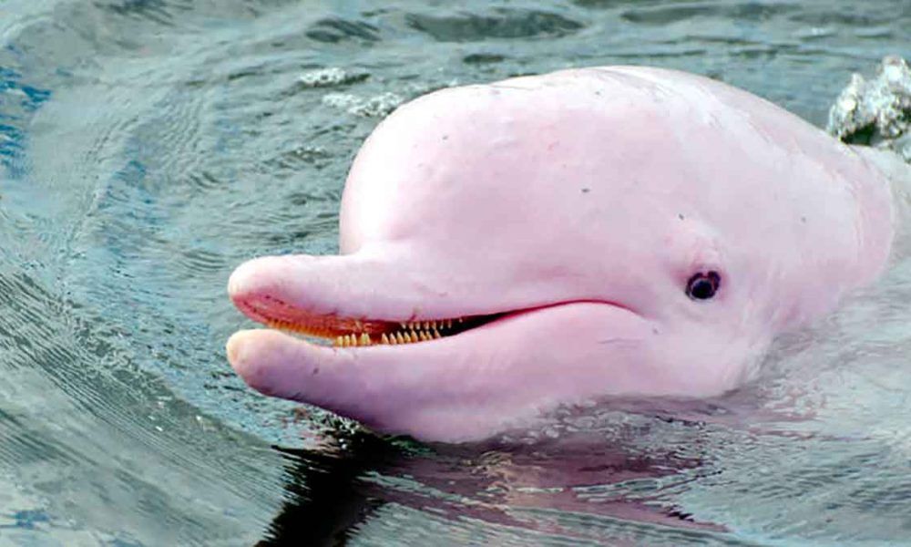 Delfines Rosados de la Orinoquia, en riesgo por contaminación y sobrepesca