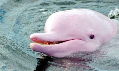 delfin-rosado-3650