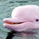 delfin-rosado-3650