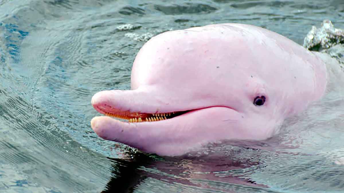 delfin-rosado-3650