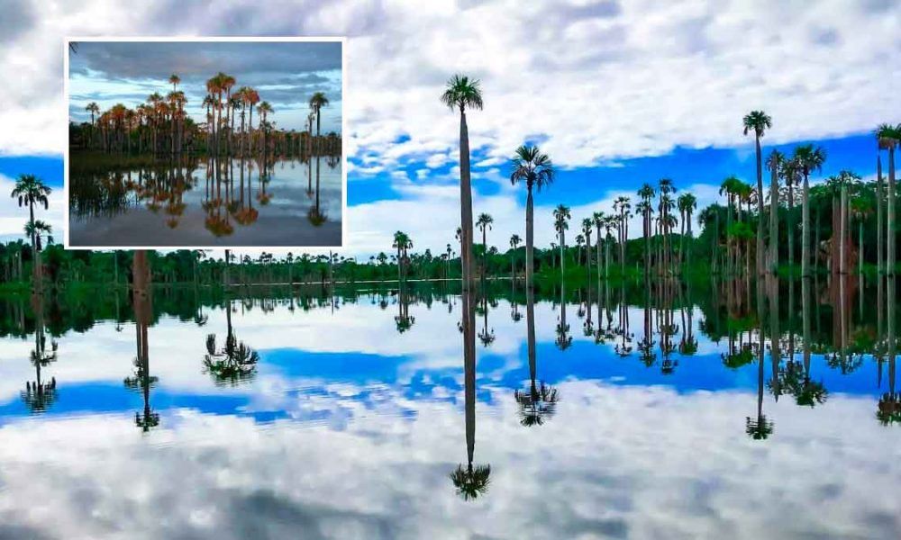La Laguna del Amor, paraíso de morichales en Puerto Rico