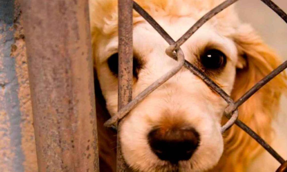 Villavicencio aplicaría multas y sanciones contra maltratadores de animales