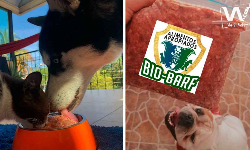 Emprendimiento villavicense crea comida fitness para mascotas