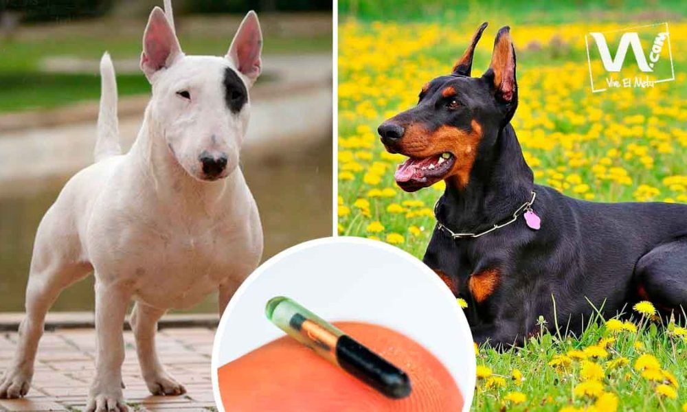 Anuncian jornada para implantación de microchip a perros de razas especiales en Villavicencio
