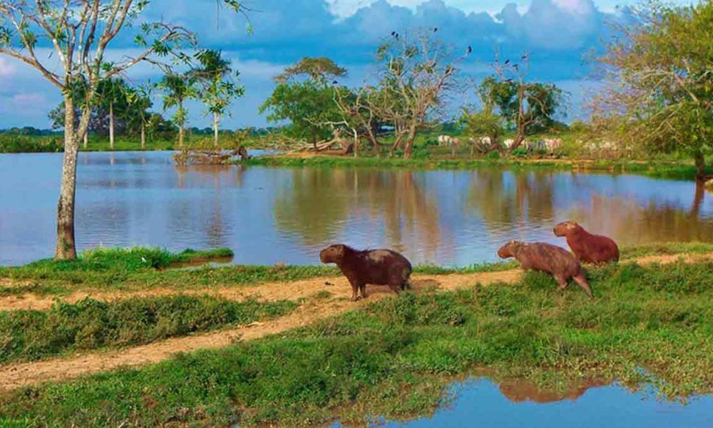 Los Llanos enamoran, según The New York Times