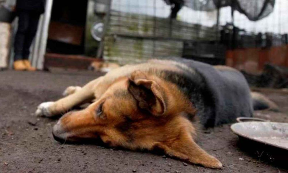 Alerta por envenenamiento masivo de perros y gatos en Villavicencio