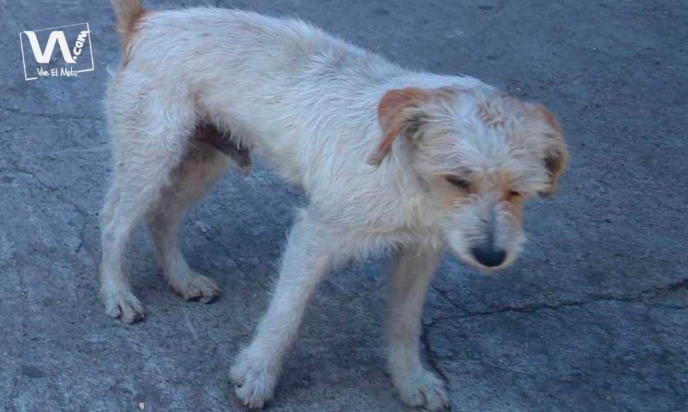 Indignación total: Mascota fue asesinada con escopeta de balines