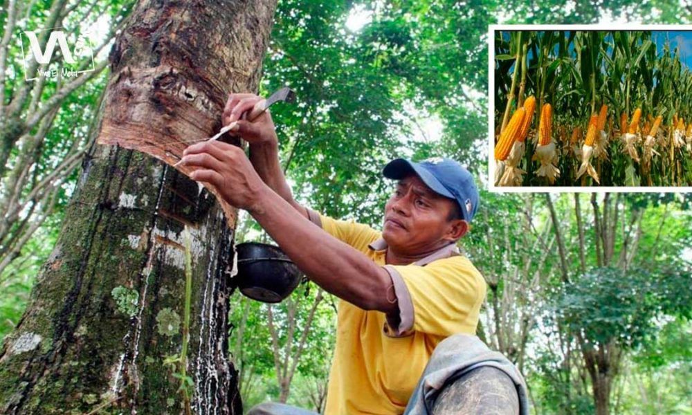El Meta, listo para exportar soya y maíz a China