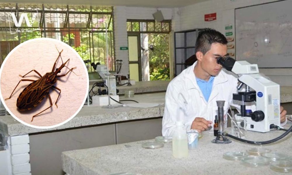 Unillanos trabaja en la cura para la enfermedad de Chagas