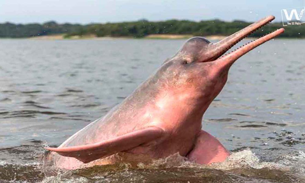 «Adopta un delfín de río», proyecto que busca preservar esta especie
