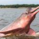 Adopta-un-delfín-de-río-proyecto-que-busca-preservar-esta-especie-4234