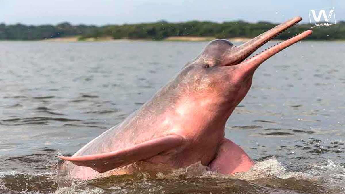 Adopta-un-delfín-de-río-proyecto-que-busca-preservar-esta-especie-4234
