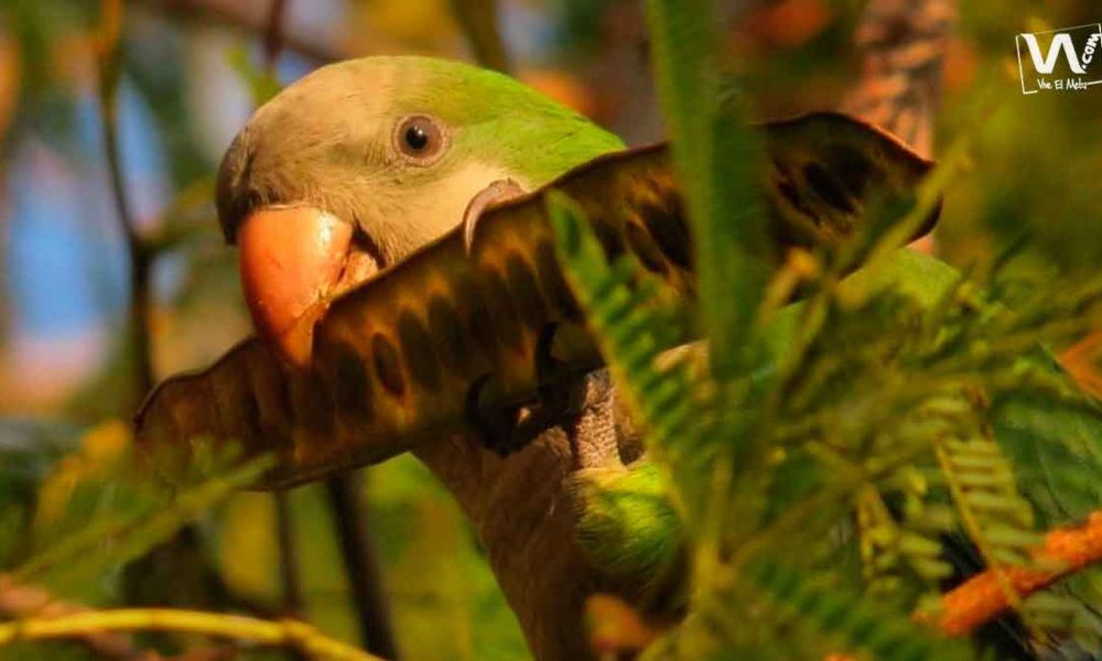 Avistamiento-de-aves-en-acacias-4228