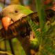 Avistamiento-de-aves-en-acacias-4228