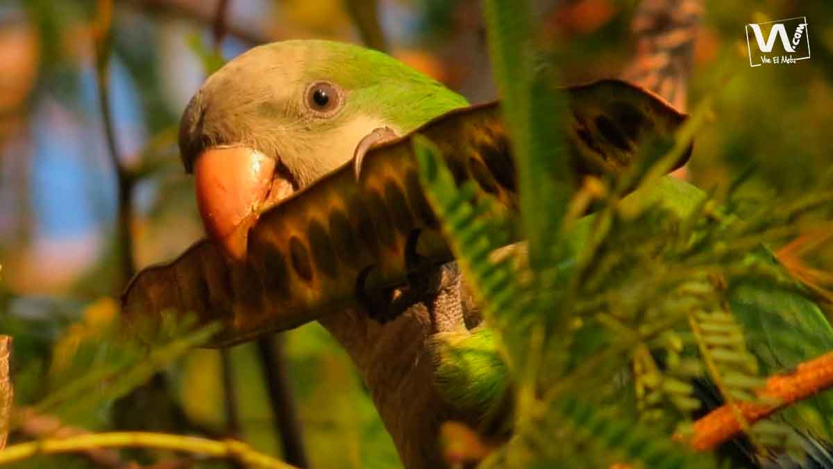 Avistamiento-de-aves-en-acacias-4228