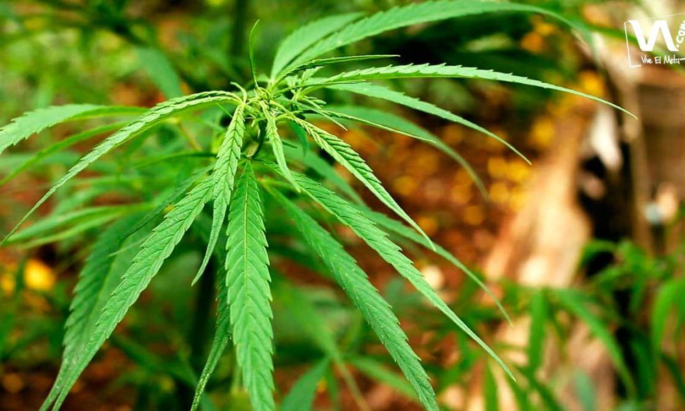 El negocio de la marihuana con fines medicinales crece en el Meta