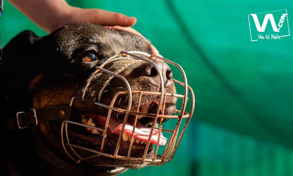 Habrá jornada para implantar microchips a mascotas en Villavicencio