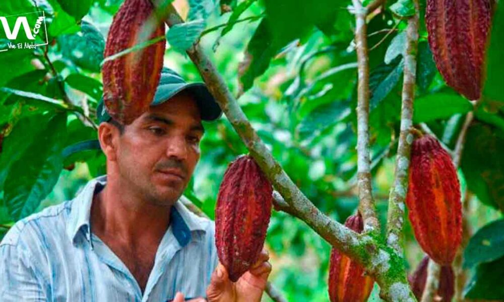 El cacao del Meta se consagra como el mejor de Colombia