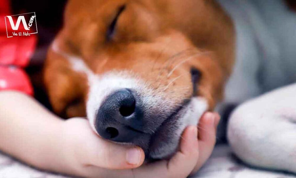 Proponen días de licencia remunerada por muerte de mascotas
