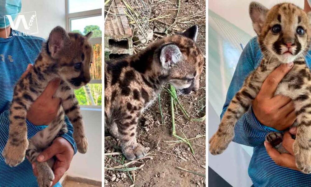 Rescatan a puma bebé que se extravió de su mamá en Mapiripán