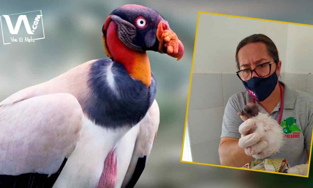 En Los Ocarros nació un polluelo de Rey Zamuro, una especie protegida