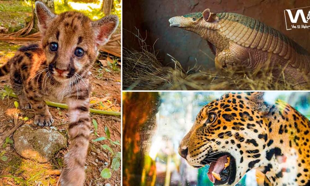 El Bioparque Los Ocarros reabrirá sus puertas en octubre