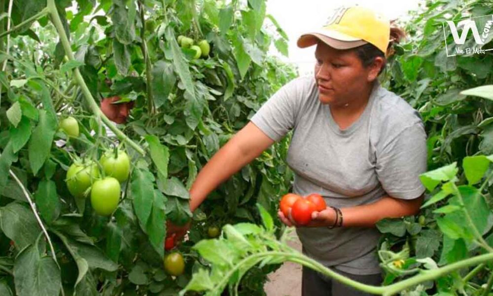 Emprendimientos de mujeres rurales del Meta, serán caracterizados