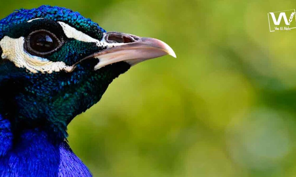 Identifican más de 70 tipos de aves durante el October Big Day en el Meta