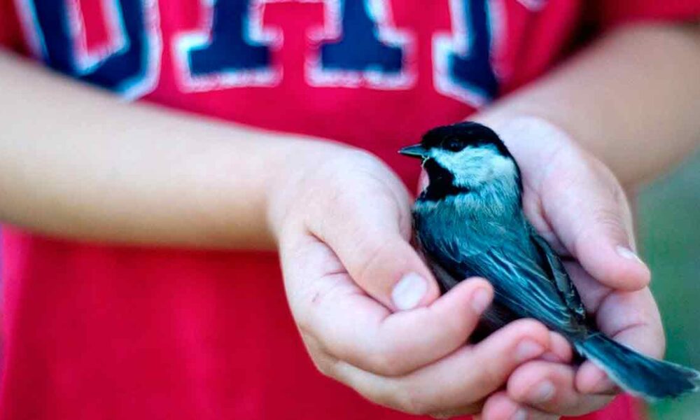 Rescatan a más de 100 animales afectados por pólvora en el Meta