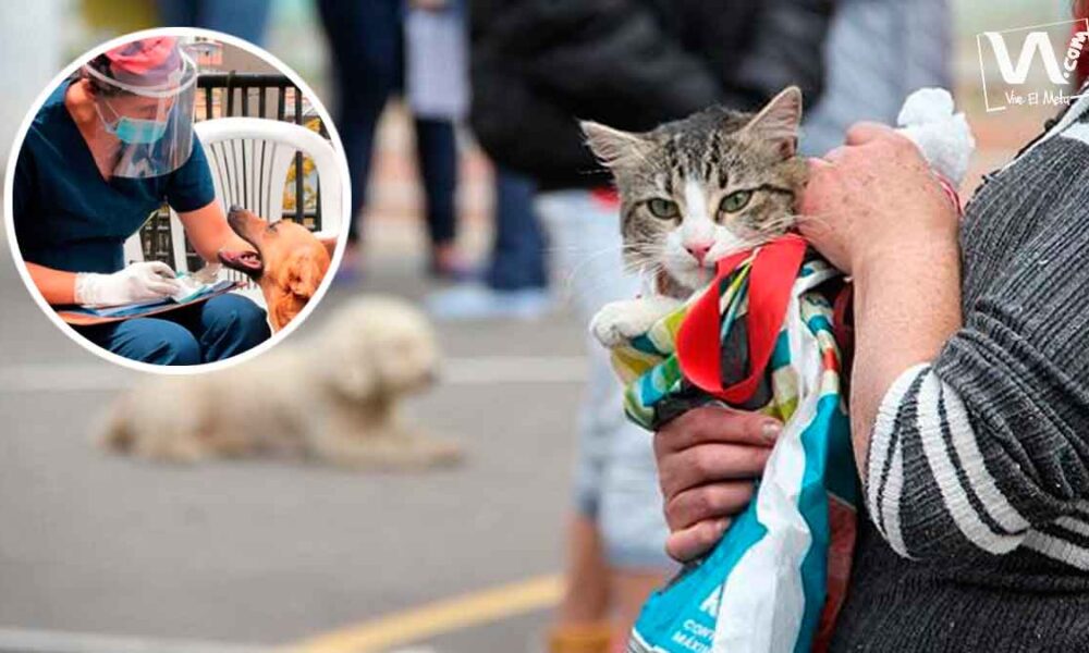 Más de 400 perros y gatos de albergues serán esterilizados antes de 2022