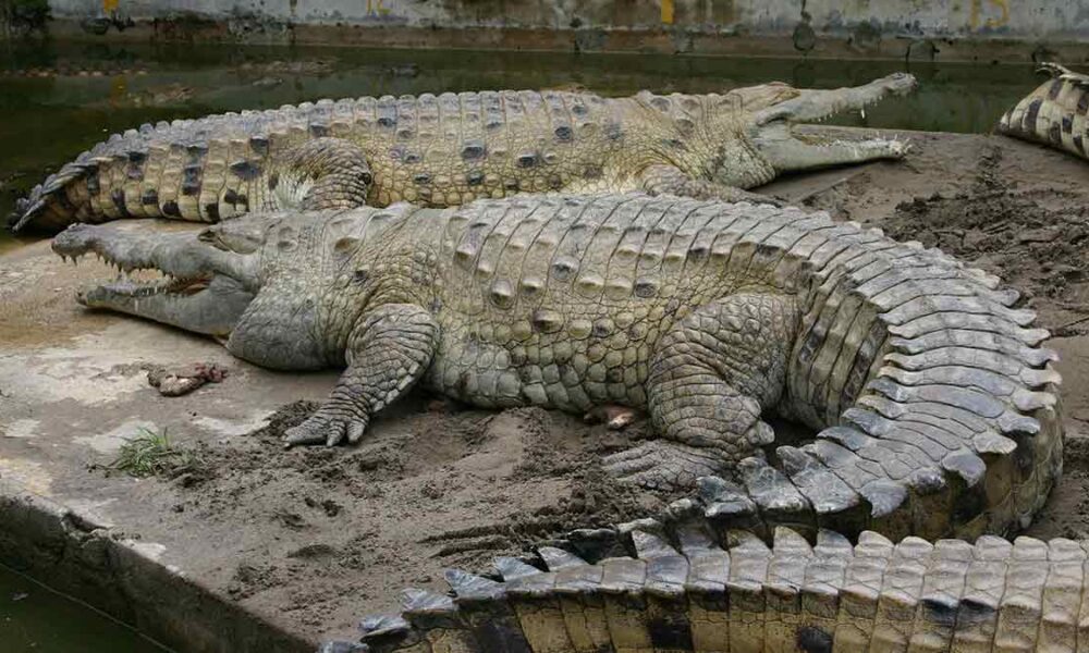 En el Meta suman esfuerzos para salvar al caimán del Orinoco