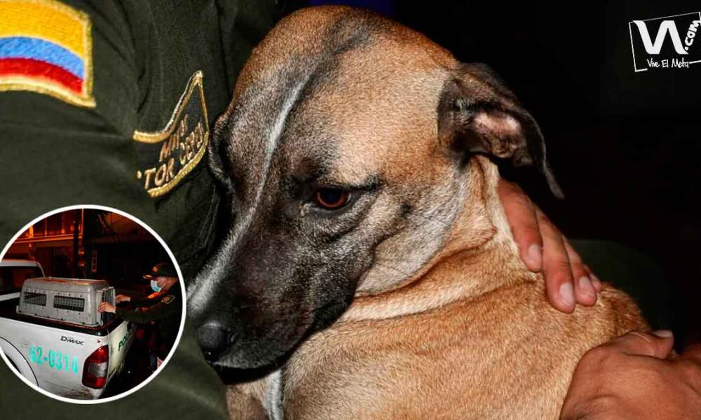 Perrita sufrió brutal maltrato en Villavicencio