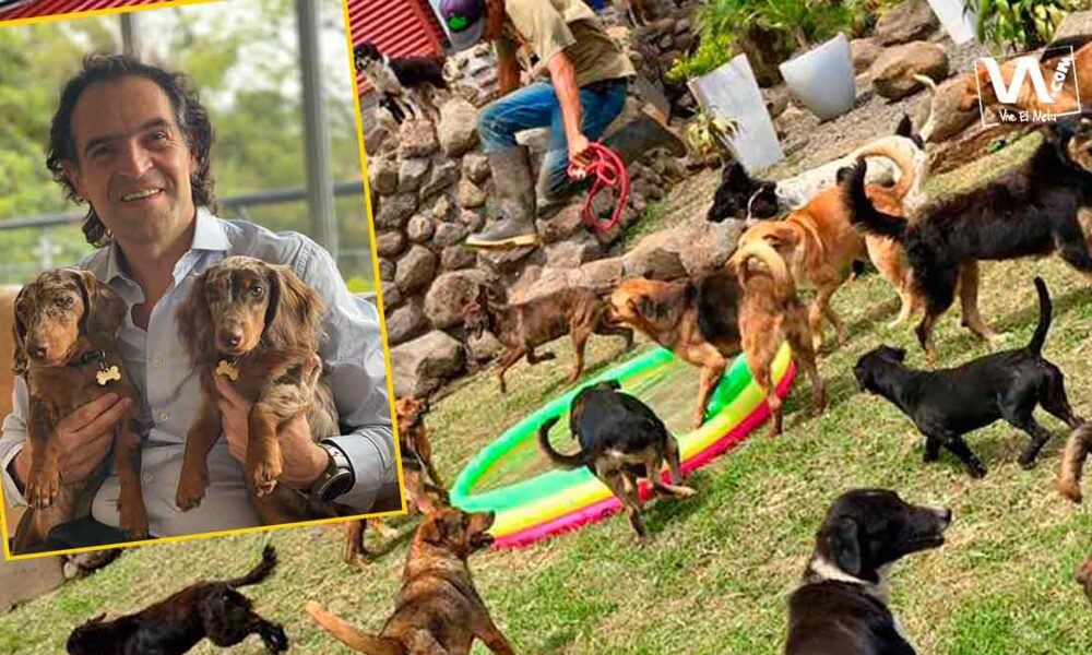 Adopción y esterilización gratuita, la propuesta animalista de ‘Fico’