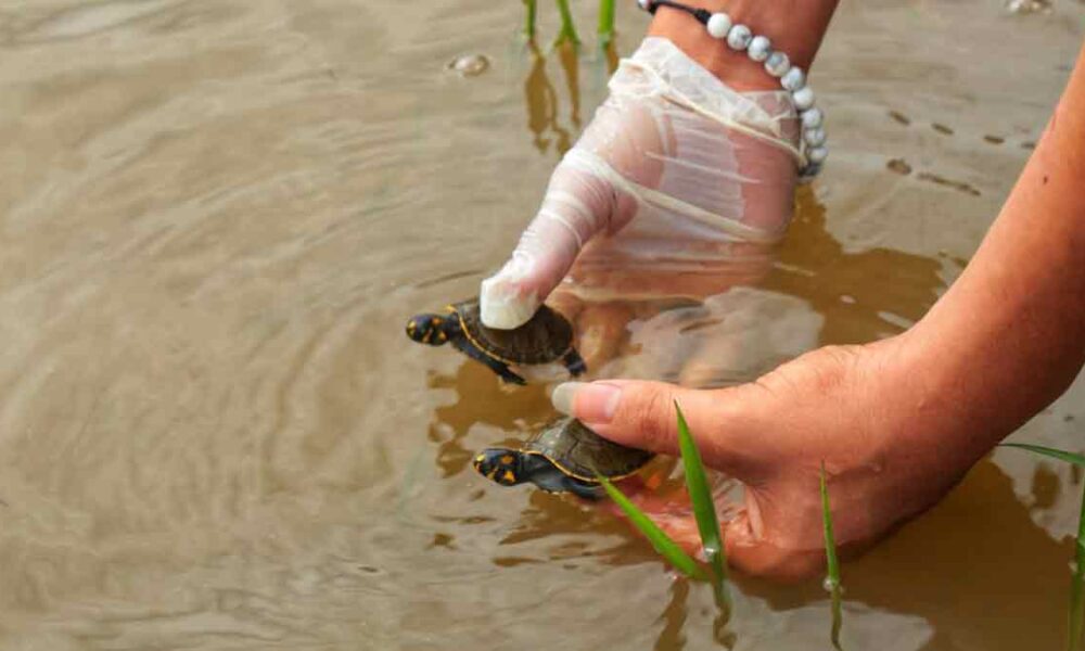 Liberan 640 tortugas Terecay para proteger la especie en el Meta