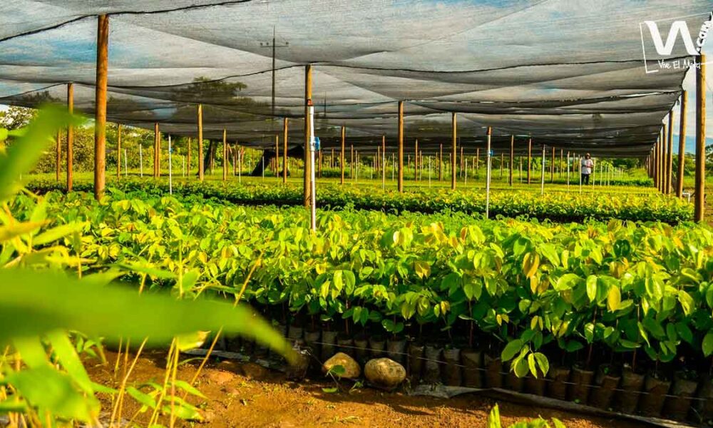 Nuevo mega vivero producirá 300 mil plántulas anuales en Villavicencio
