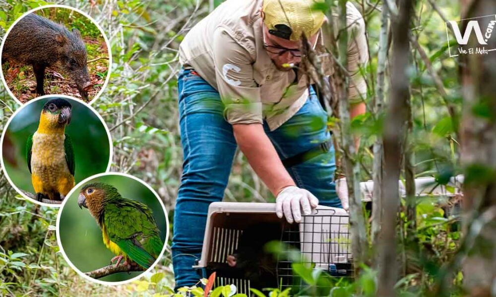 Regresaron a la libertad cuatro ejemplares de fauna silvestre en el Meta