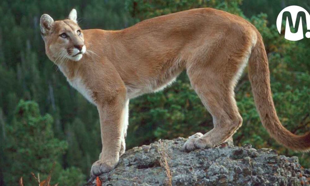 Buscan a puma involucrado en accidente vial en el Meta