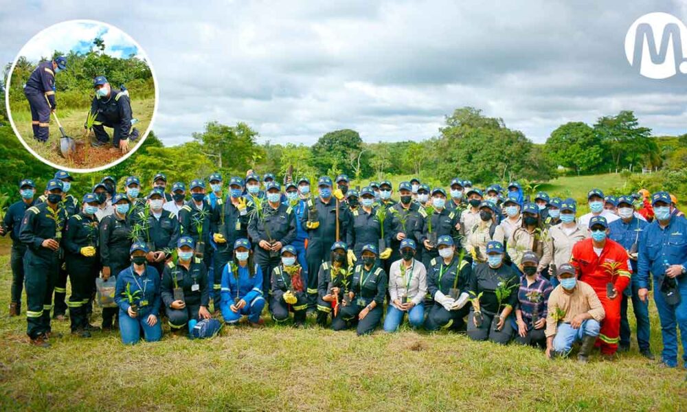 Ecopetrol sembrará más de 240 mil árboles en Meta y Caquetá