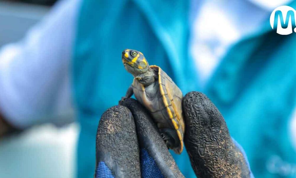 Tener tortugas como mascotas es ilegal,